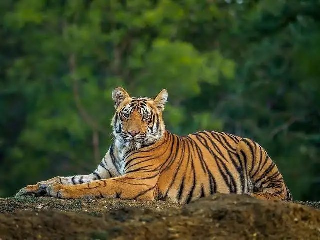 Bengal tiger